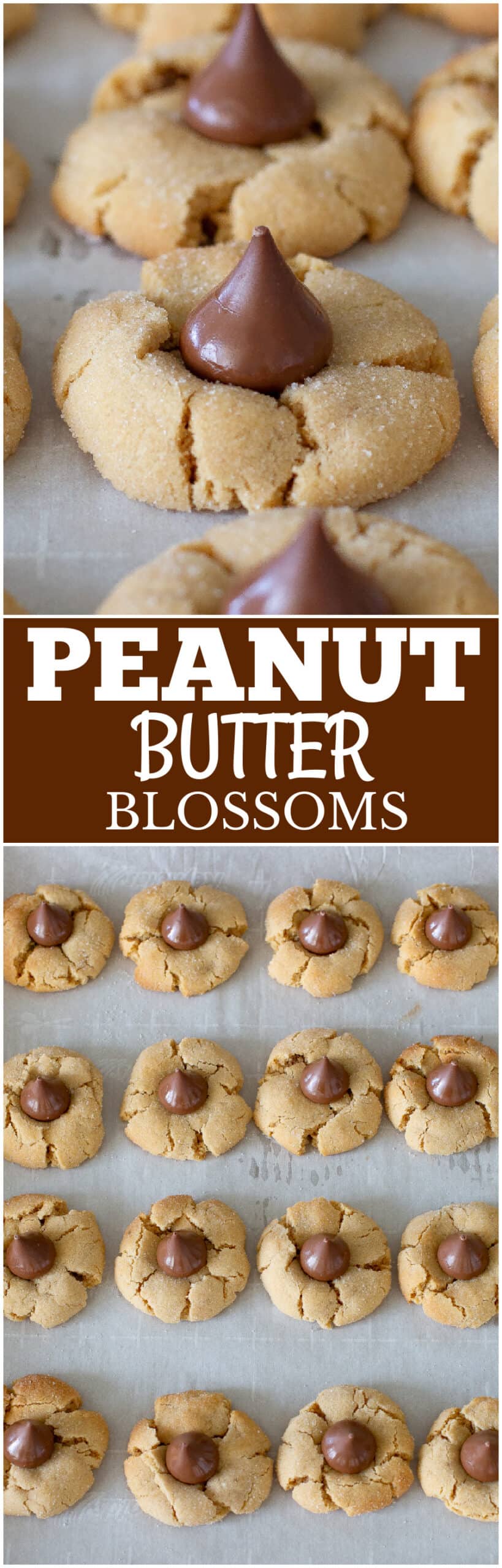 peanut butter blossoms scaled - Peanut Butter Blossoms