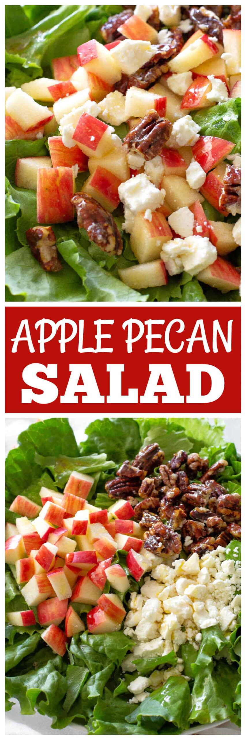 Pecan and Apple Salad is my go-to salad for potlucks. Candied pecans, fresh apples, and cheese make this salad unique and full of flavor! #apple #pecan #salad